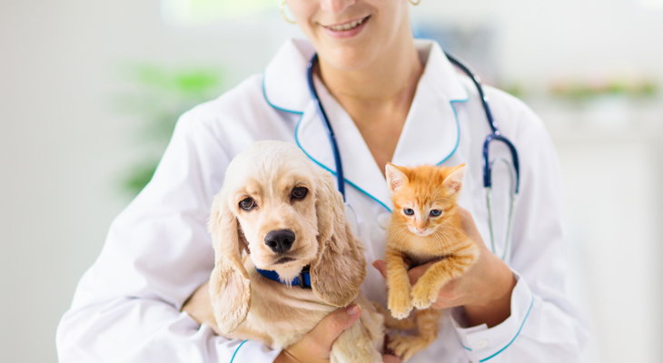What Is a Veterinarian Clinic?