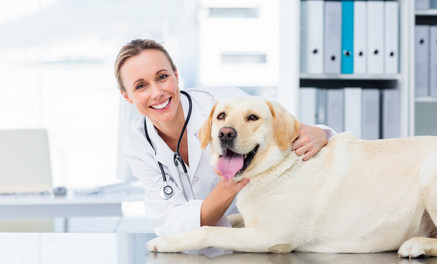 Are you looking for an Emergency veterinarian in the Long Beach, CA Area?